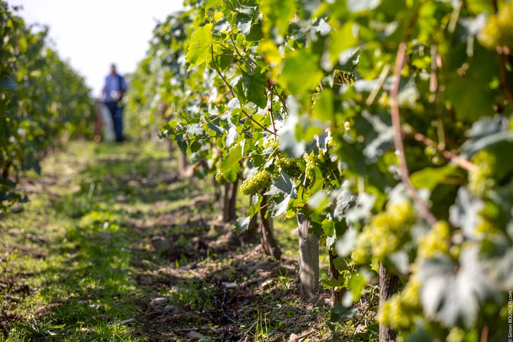 vignoble vin mareuillais fiefs vendéens