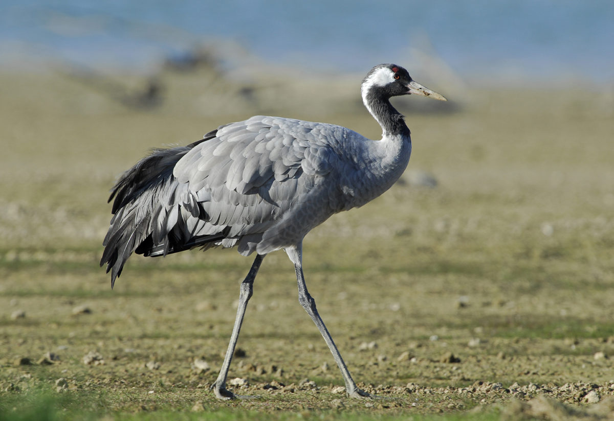 Grues oiseau réserve échassier