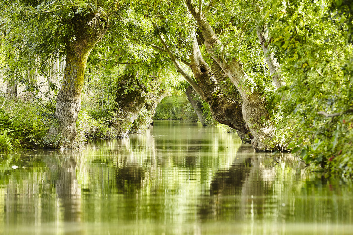 Marais poitevin, un parc naturel régional d'exception