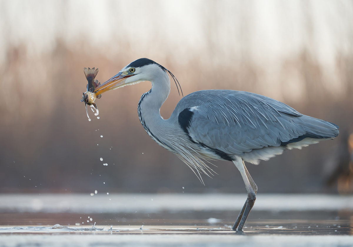 Héron cendrée capté lors d'une séance ornithologie