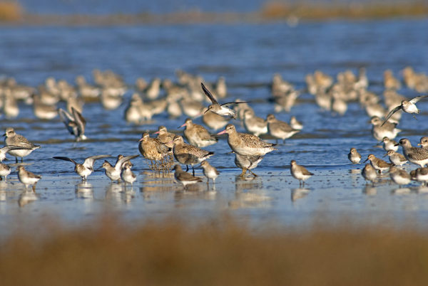 Ornithologie : où, quand et quels oiseaux observer en Vendée