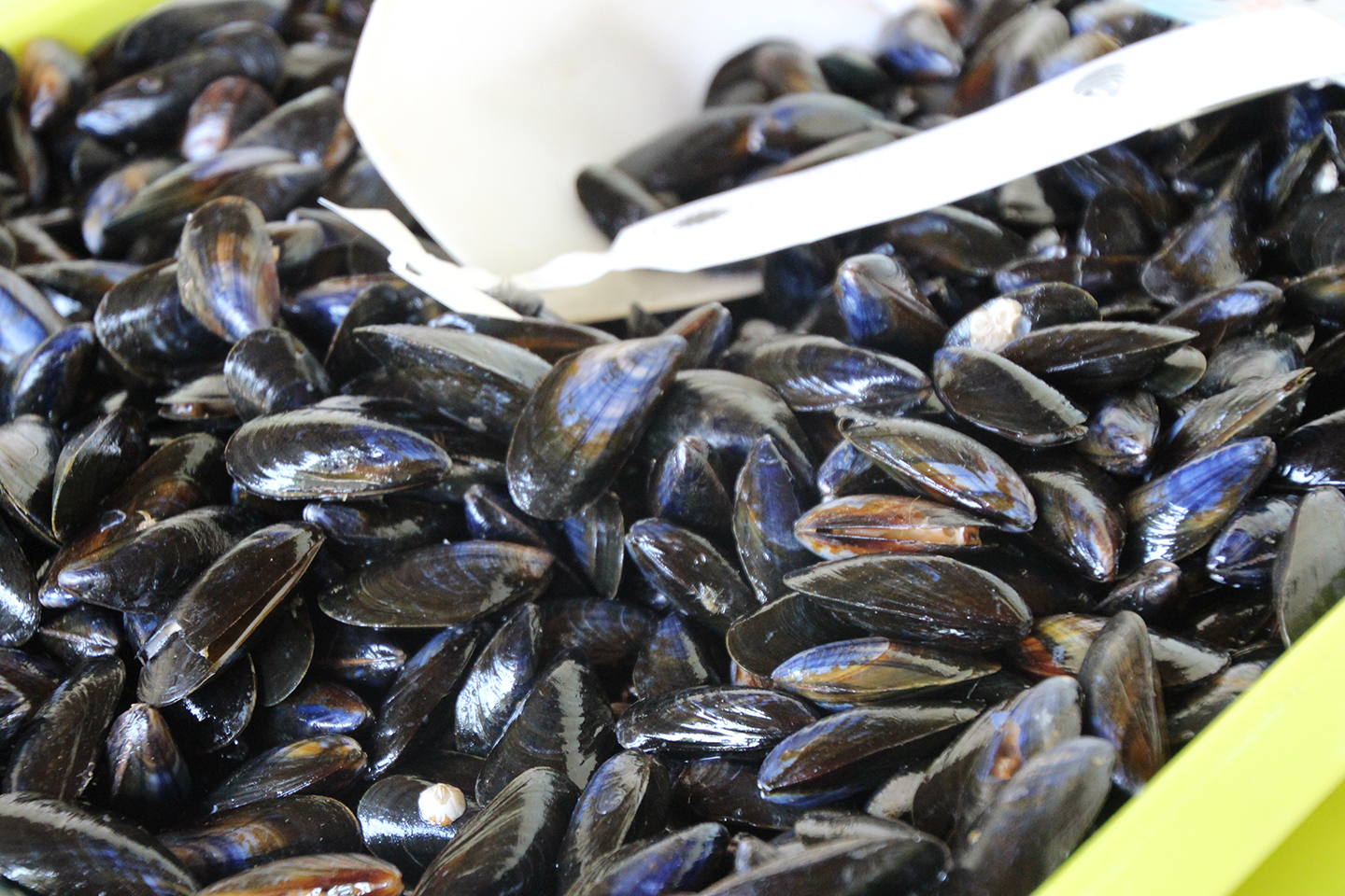 Moules de bouchot fraichement "cueillies"