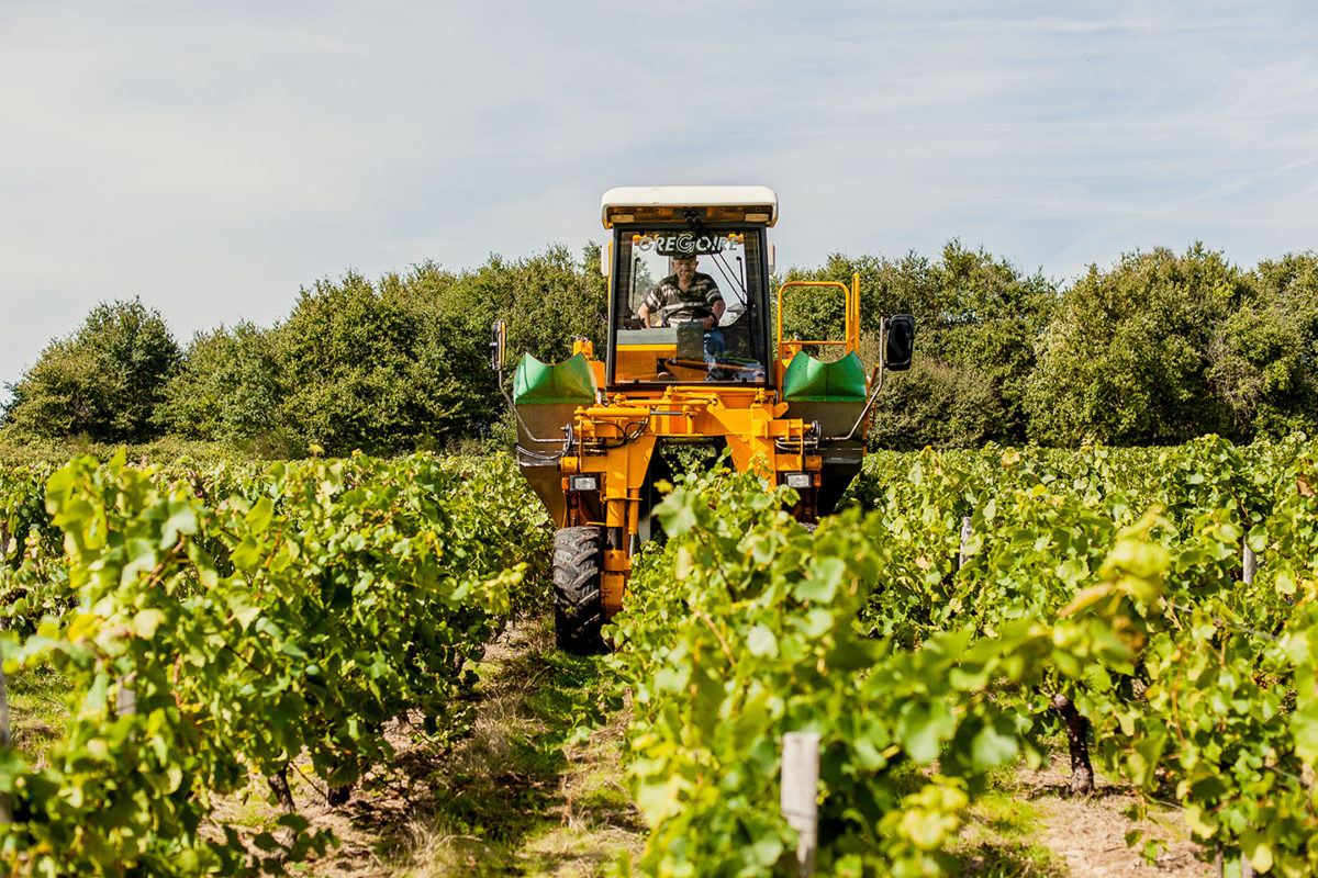 vigne récolte vendange vignoble vin mareuillais fiefs vendéens