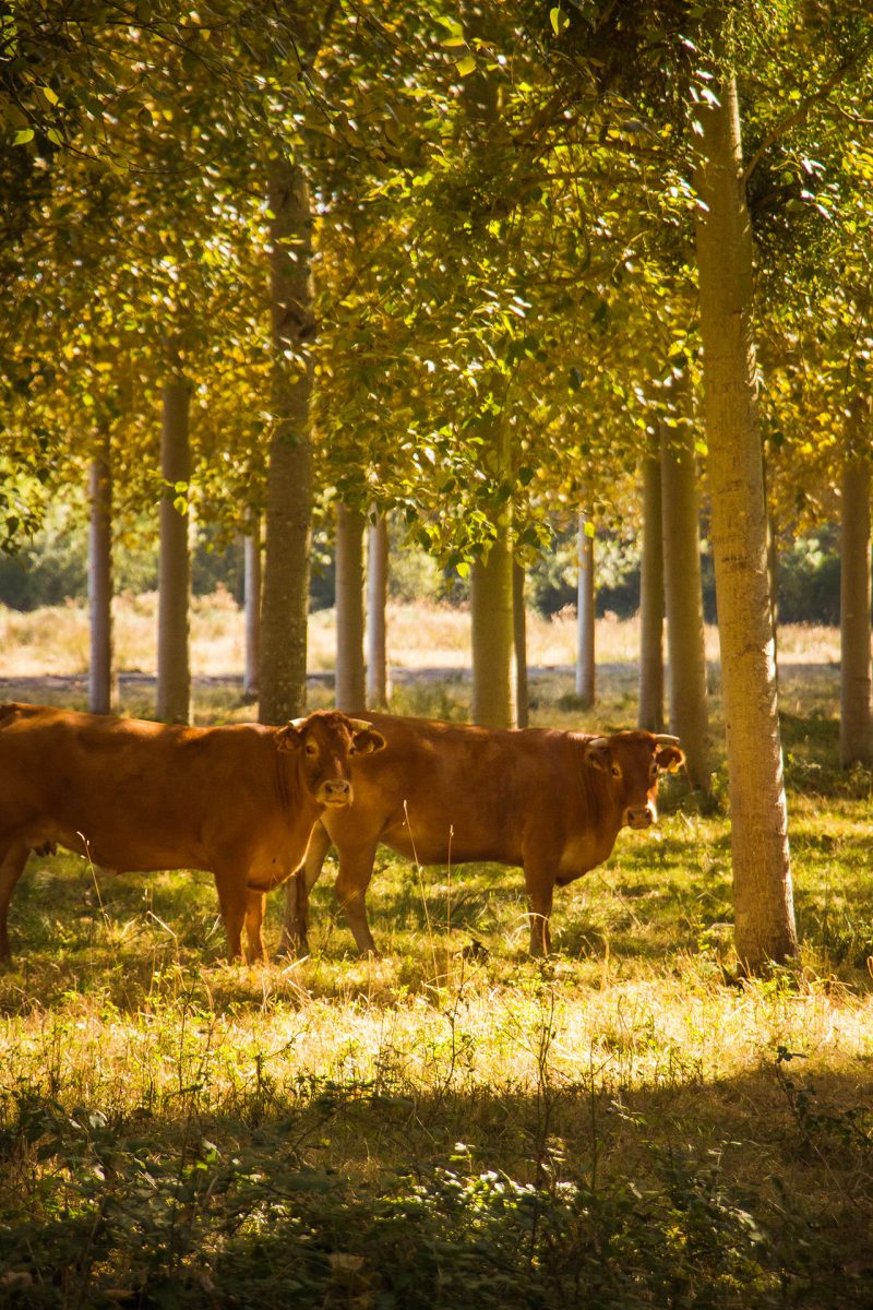 LES MAGNILSREIGNIERS_communal-loursenplus-18