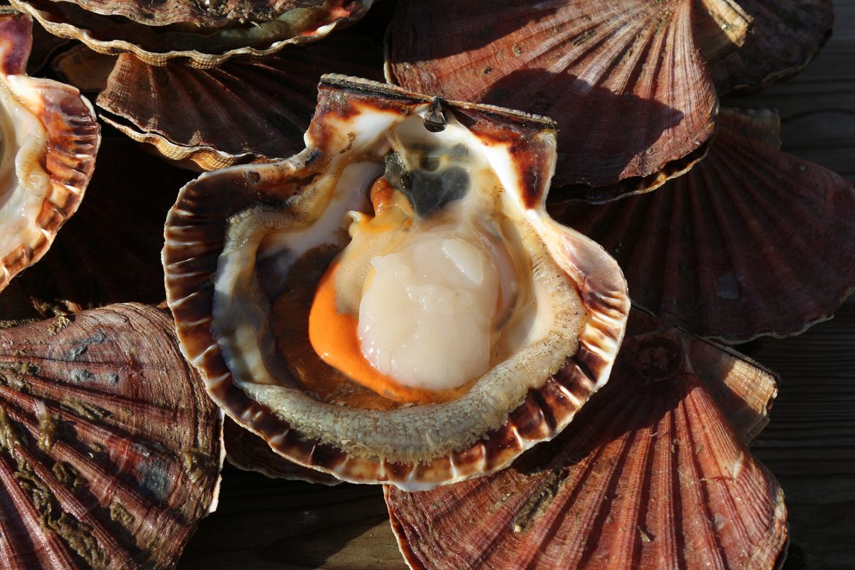 Coquilles Saint-Jacques pêchées dans le Pertuis Breton.