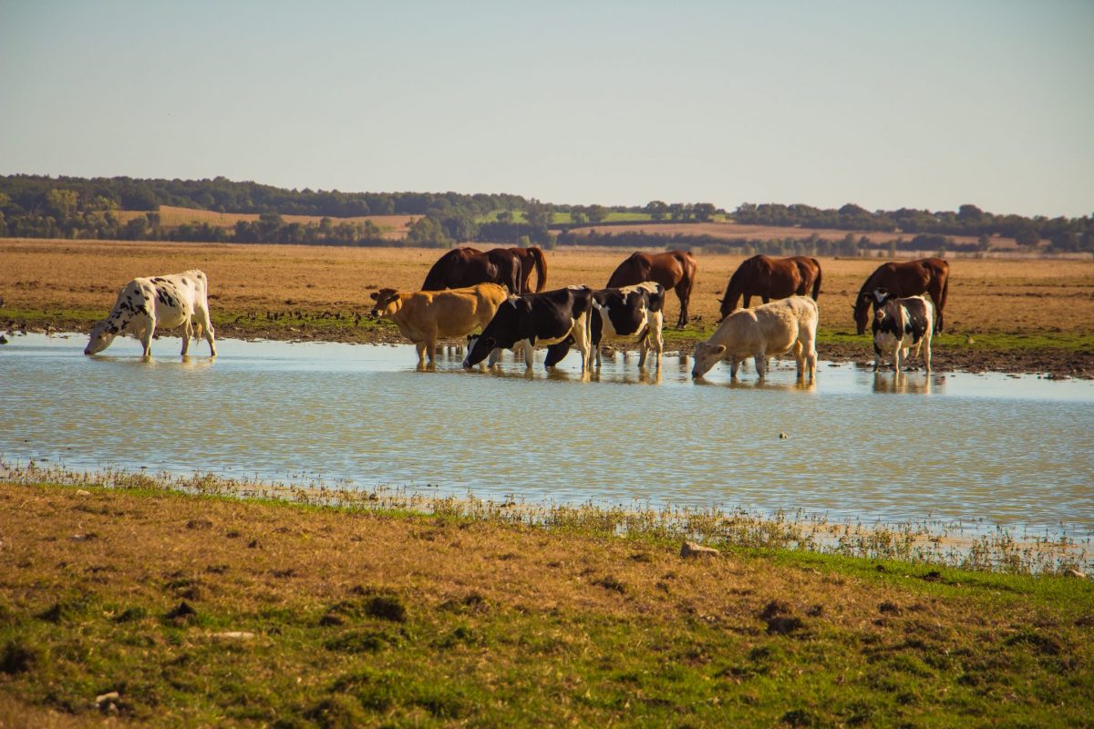 Vaches dans les prairies humides du Marais Poitevin à Lairoux