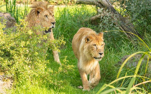 Zoo des Sables