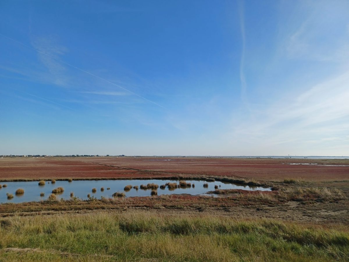 Prés salés colorés de rouge