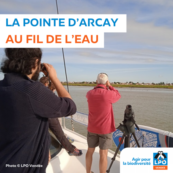 Sortie nature, la Pointe d&rsquo;Arçay au fil de l&rsquo;eau