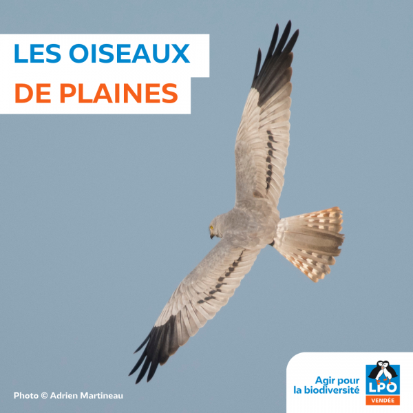 Sortie nature, les oiseaux de plaine