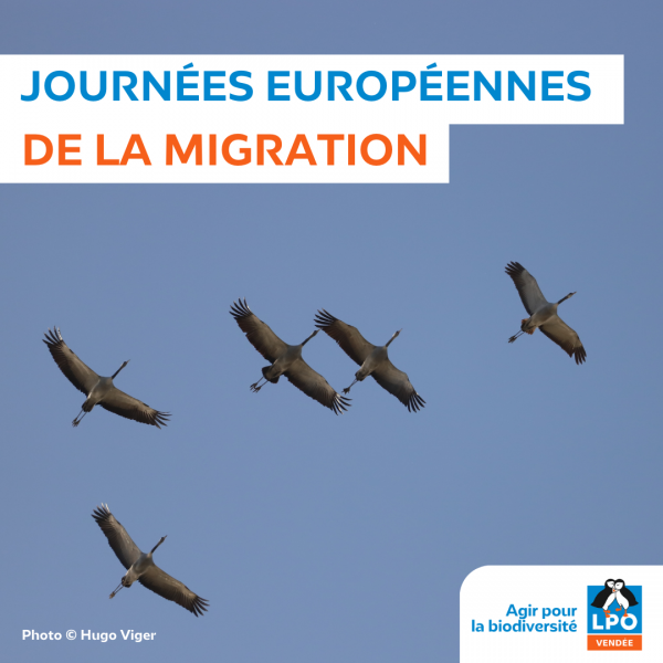 Sortie nature, Oiseaux migrateurs à la Pointe de l&rsquo;Aiguillon