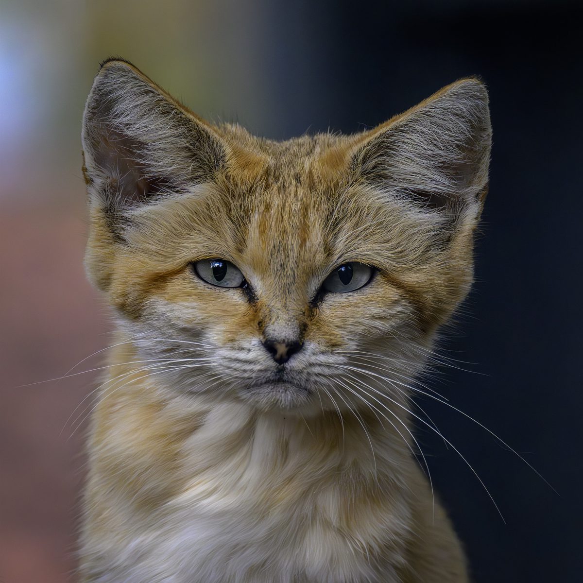 chat des sables