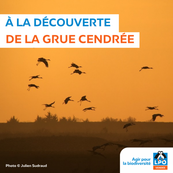 Sortie nature, Grues et autres hivernants de la Baie de l&rsquo;Aiguillon
