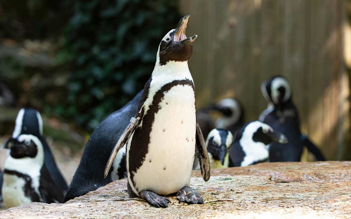 2-ZoodesSables-copyright-P.Chabot