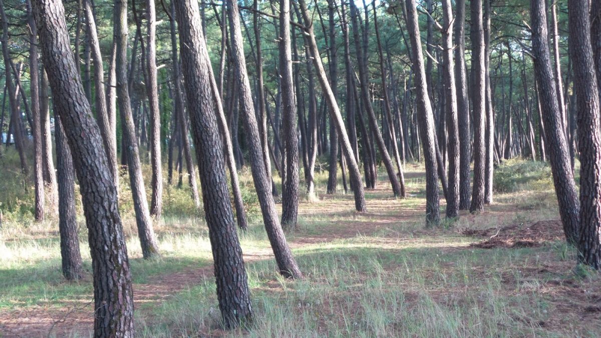 CH D’HÔTES LA PRESQU’ÎLE –  LA FAUTE SUR MER LA FORET