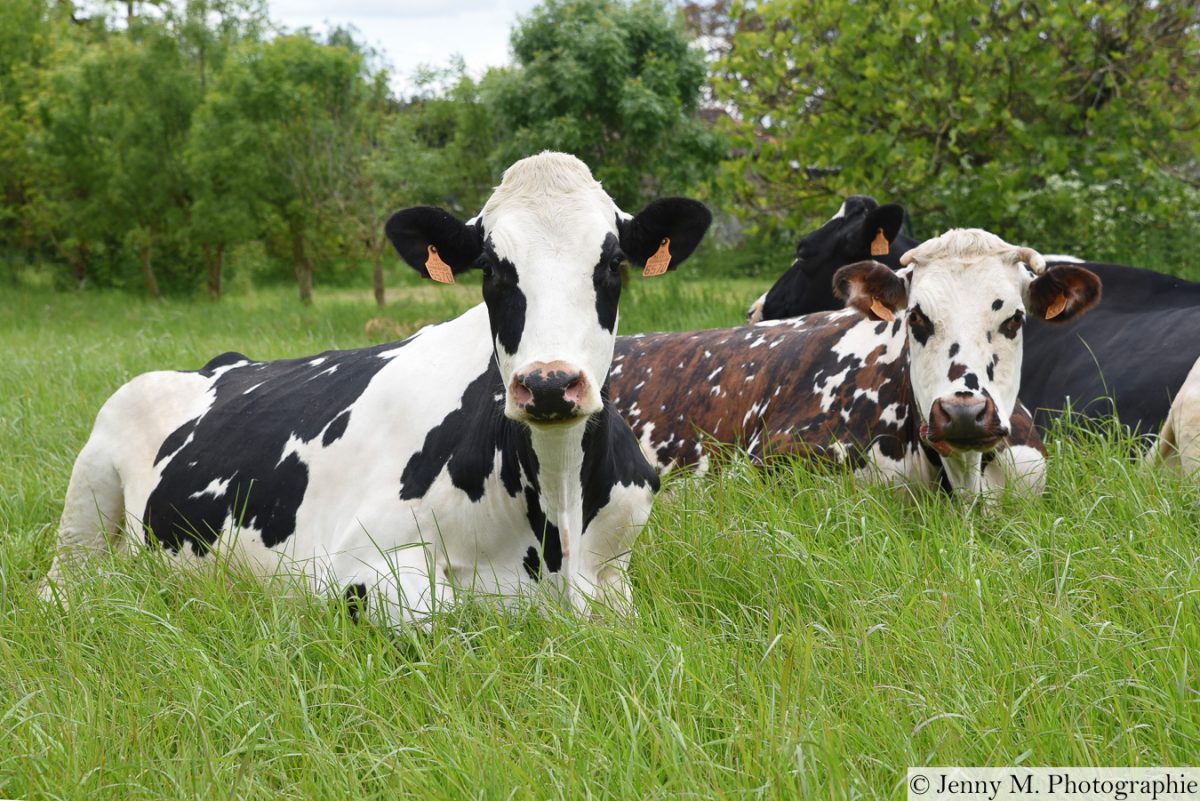 Ferme-de-Nermoux-Nalliers