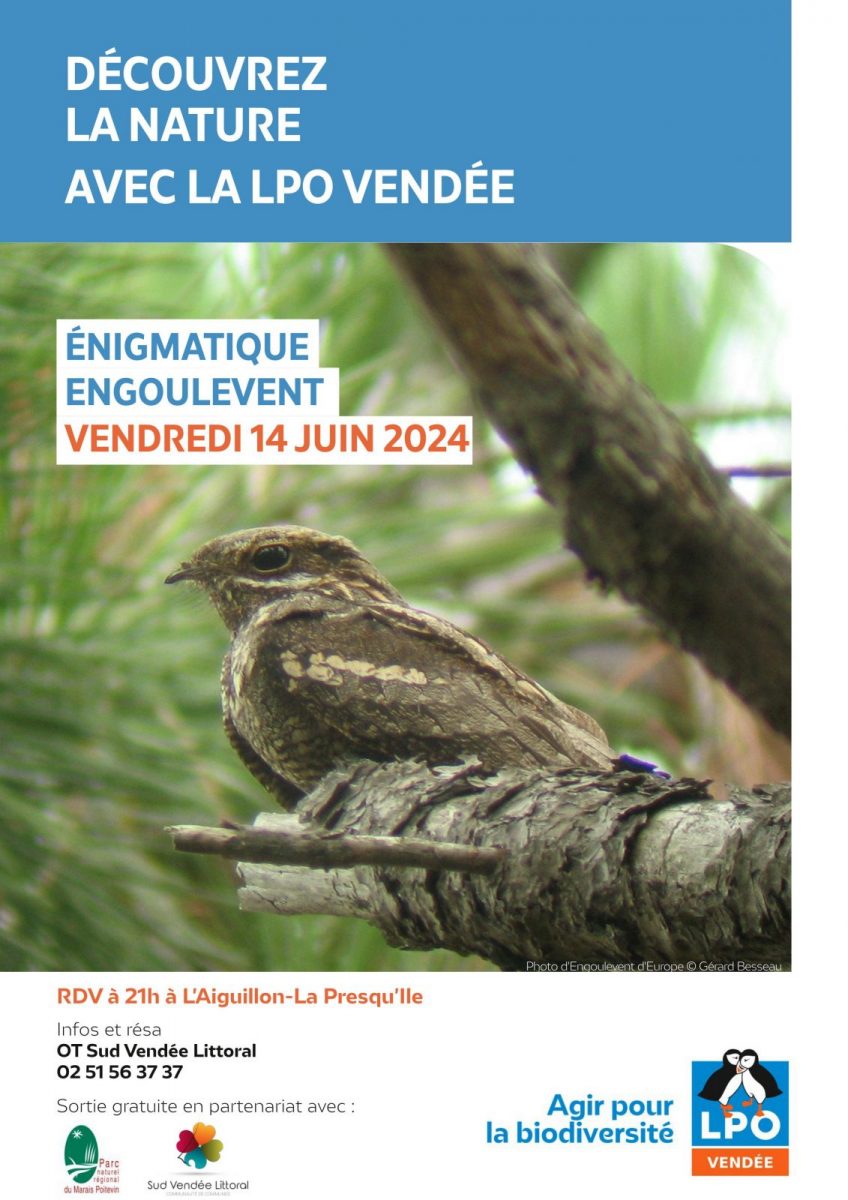 LPO85_Terres_d_oiseaux-L’Aiguillon-la-Presqu’île-Affiche photo d’Engoulevent