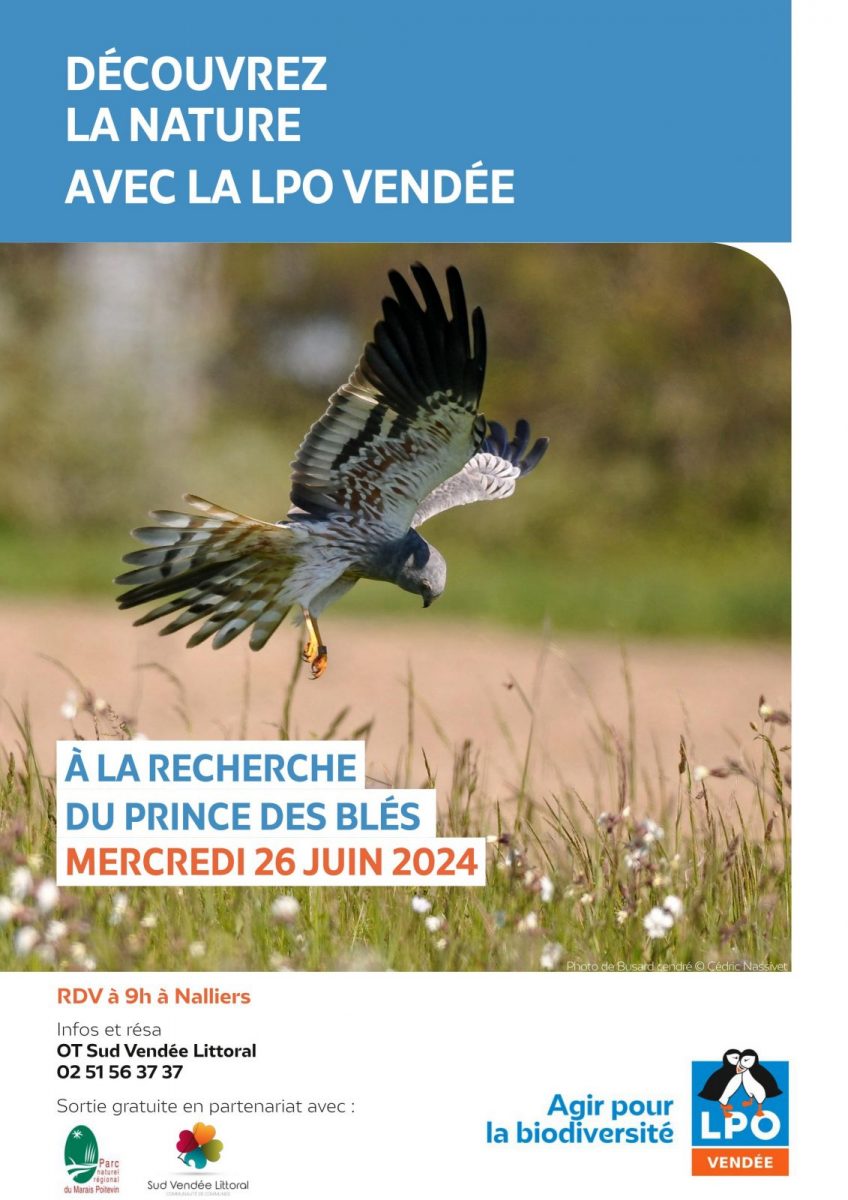 LPO85_Terres_d_oiseaux-Nalliers-Affiche photo de busard cendré