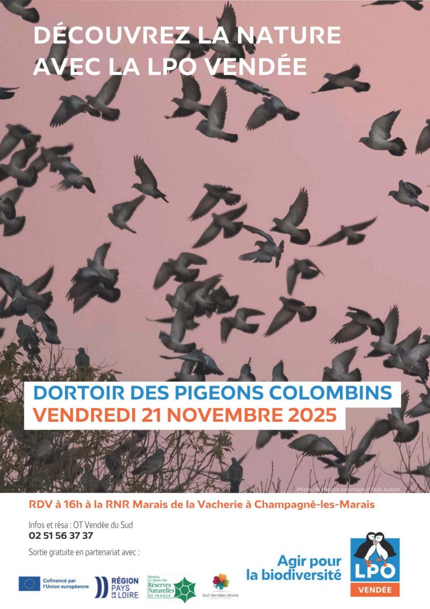 LPO85-Champagné-les-Marais-Affiche Pigeons colombins