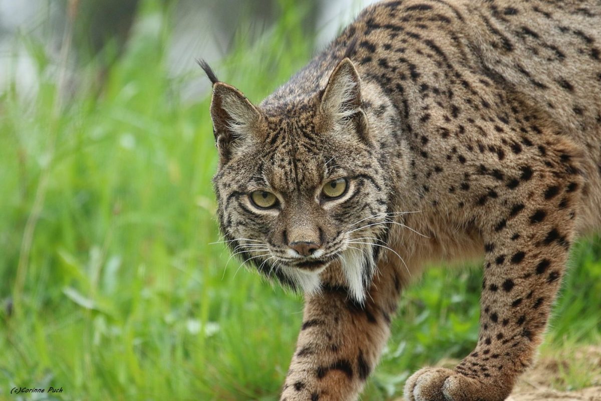 lynx ibérique