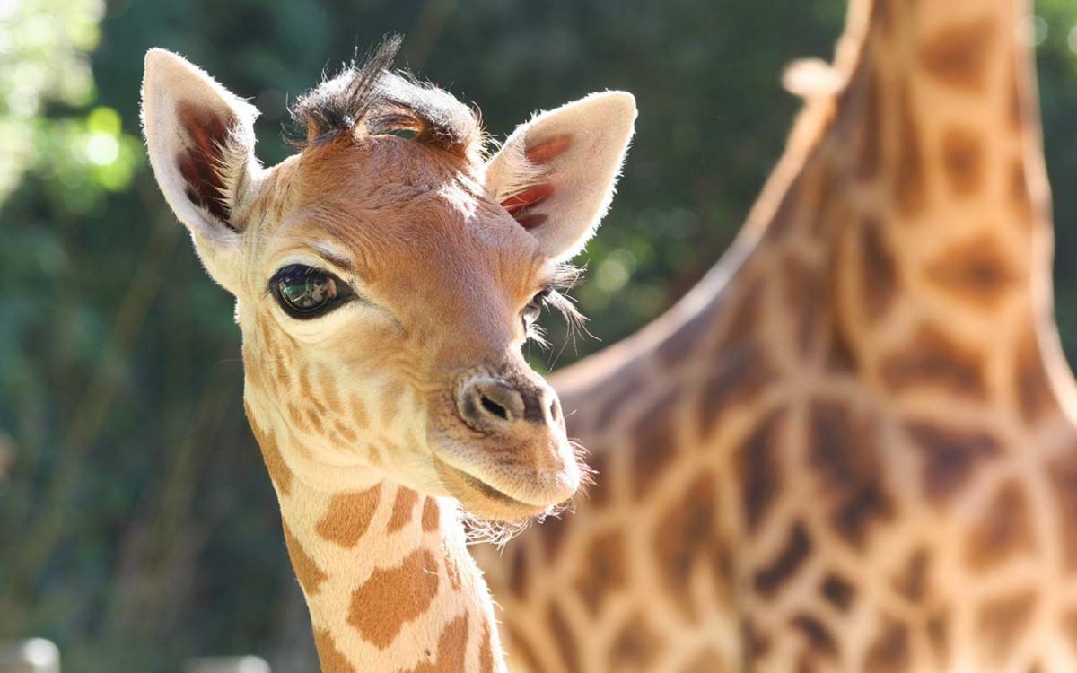 4-ZoodesSables-copyright-S.Silhol