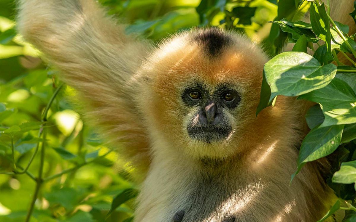 5-ZoodesSables-copyright-P.Chabot