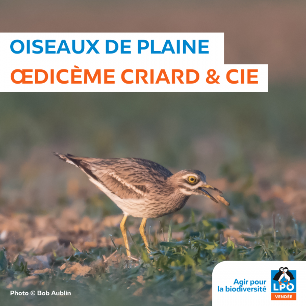 Sortie nature, Rassemblement post-nuptial du Courlis de terre