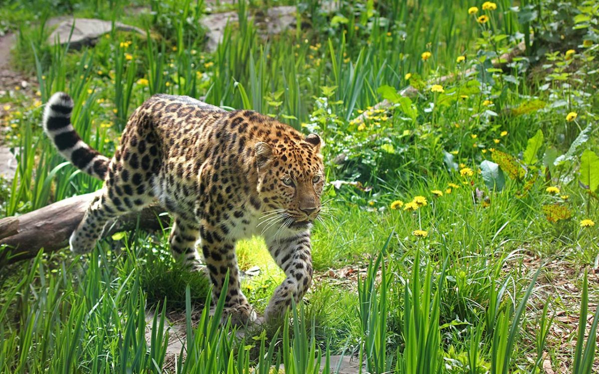 6-ZoodesSables-copyright-S.Silhol