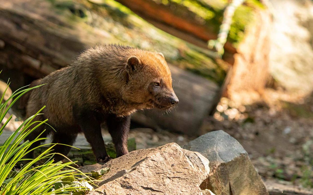 7-ZoodesSables-copyright-P.Chabot