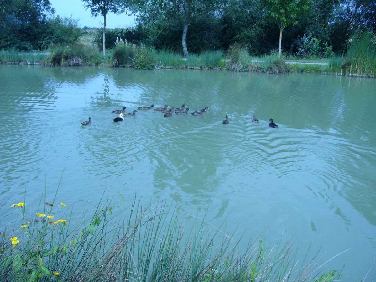 403117 – plan d’eau à St Michel