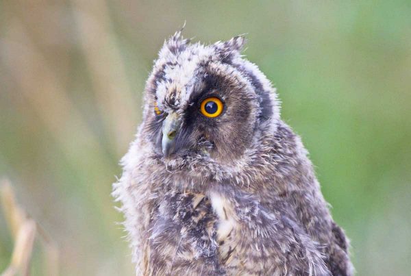 Sortie nature, À la rencontre des animaux nocturnes