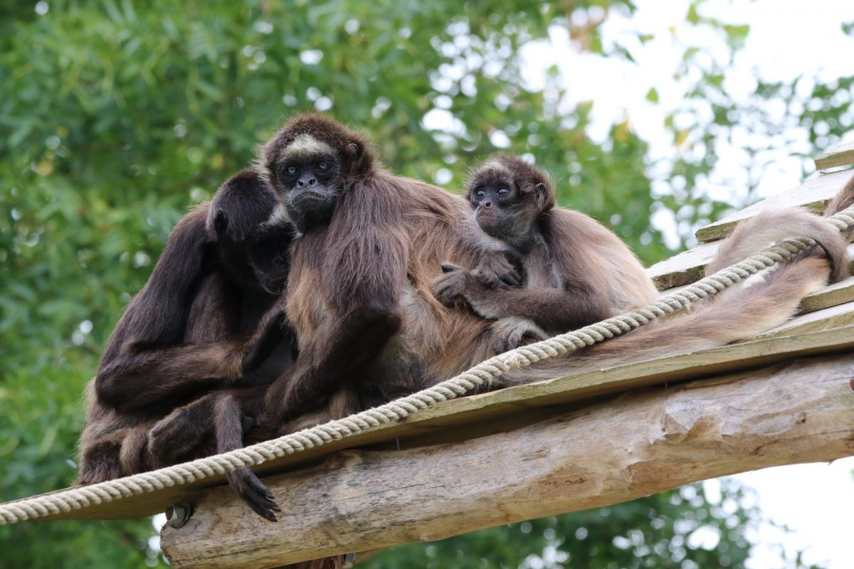 ATELES NZM
