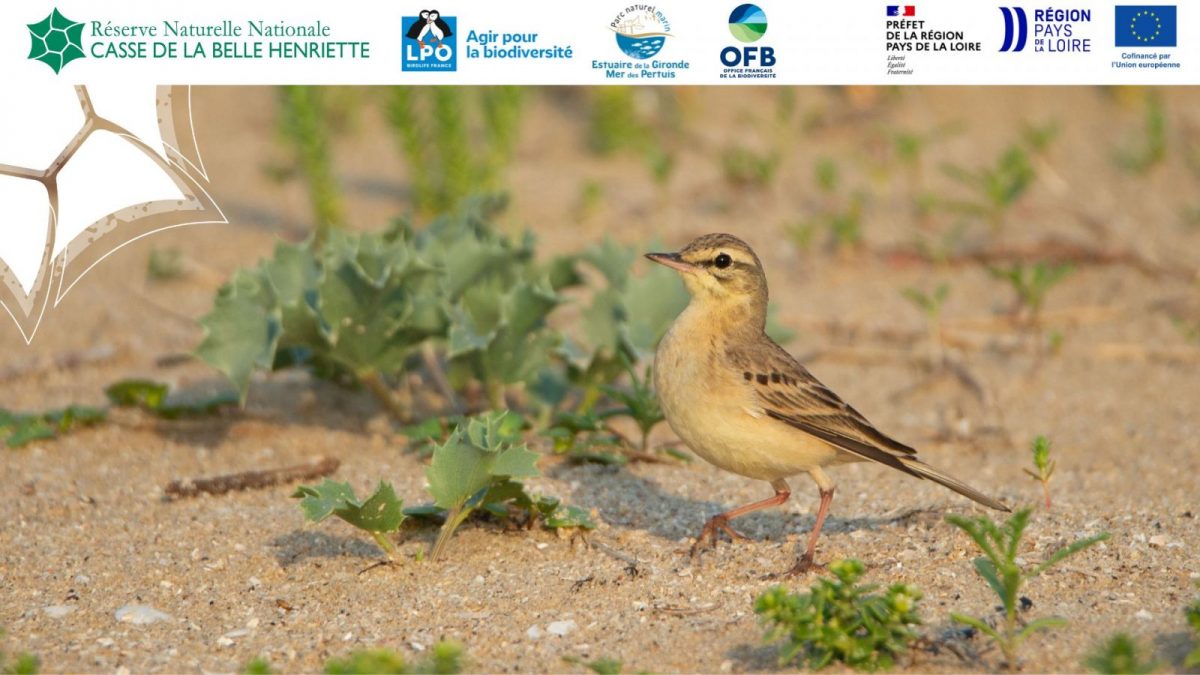Sortie nature, Dune, plage et oiseaux