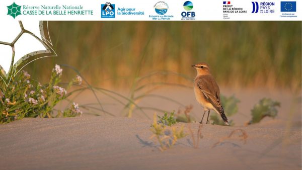 Sortie nature, Point d’observation des oiseaux migrateurs sur la Belle Henriette