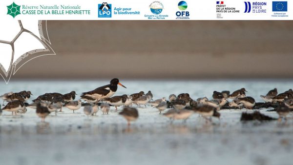 Sortie nature, Point d’observation des oiseaux migrateurs sur la Belle Henriette