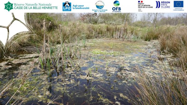 Sortie nature, dépressions humides et mares