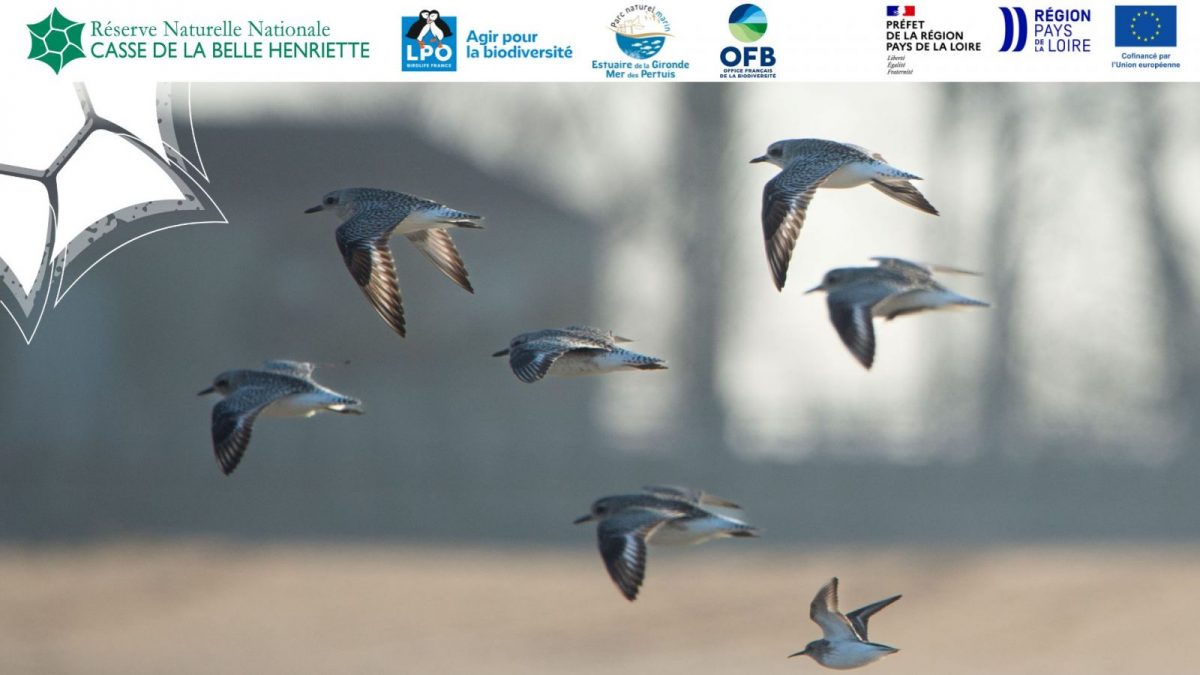 Sortie nature, Les oiseaux migrateurs de la Belle Henriette