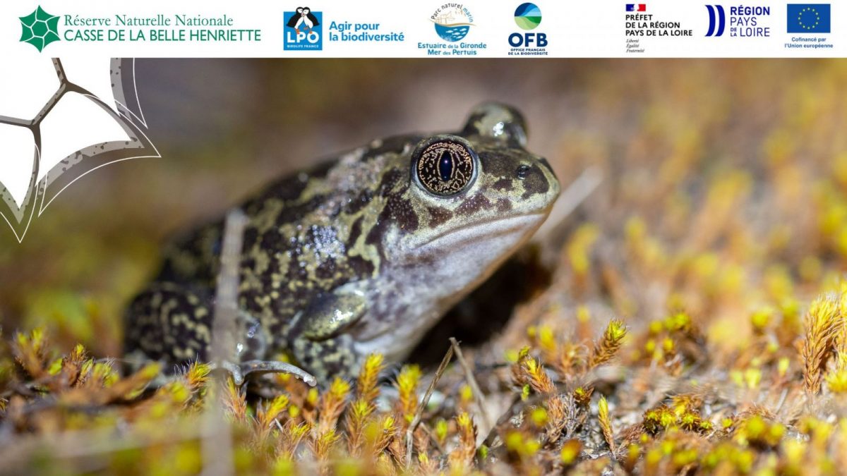 Affiche sortie nature