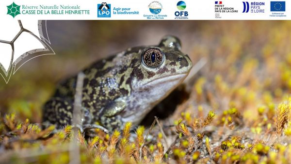 Sortie nature, A la recherche du pélobate