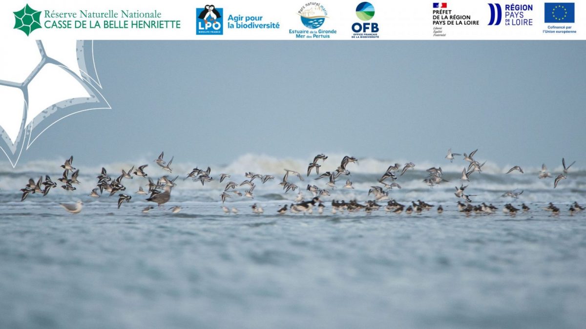 Sortie nature, A la découverte des oiseaux hivernants de la Belle-Henriette