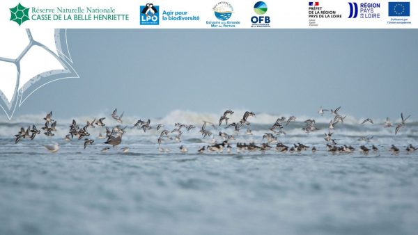 Sortie nature, A la découverte des oiseaux hivernants de la Belle-Henriette