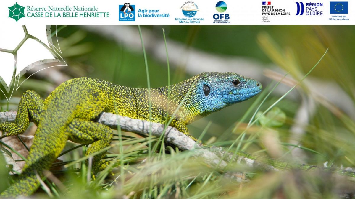 Sortie nature, amphibiens et reptiles