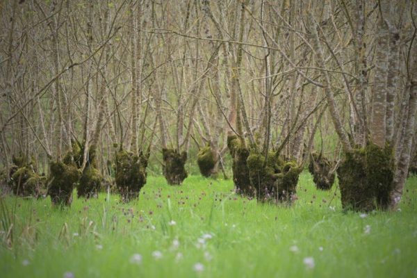 Sortie nature, Auprès de mon arbre