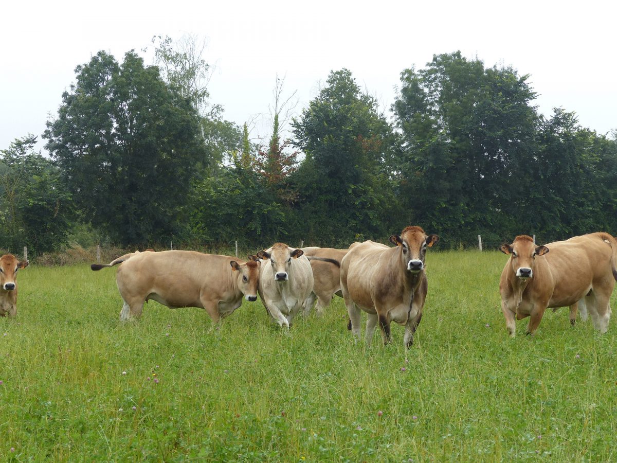 Bessay – Nouvel Elan vente à la ferme