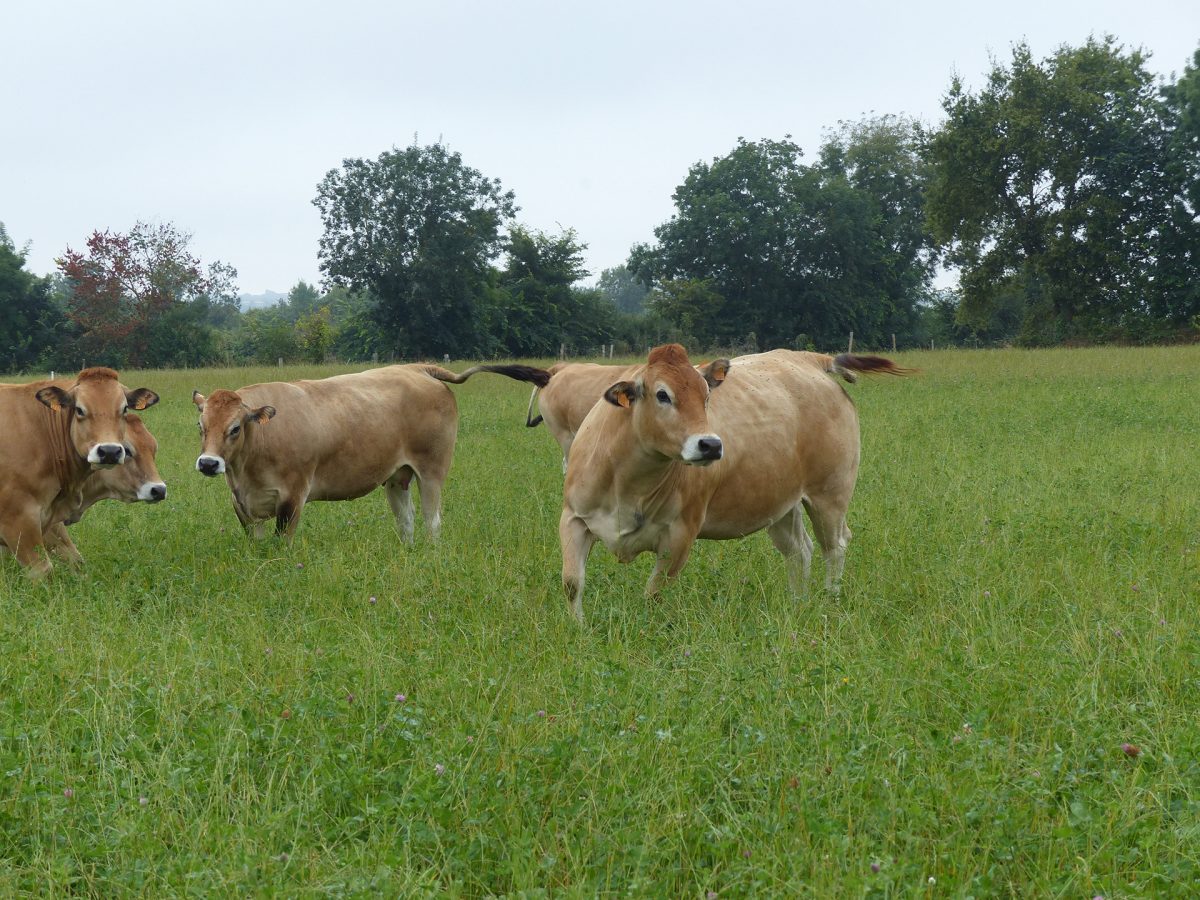 Bessay – Nouvel Elan vente à la ferme