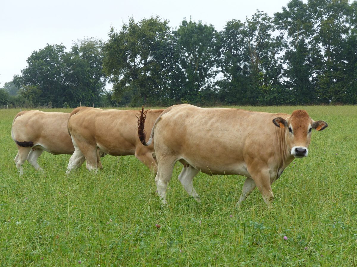 Bessay – Nouvel Elan vente à la ferme