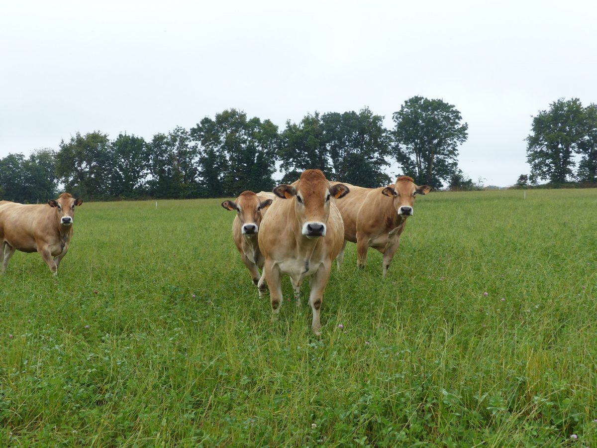 Bessay – Nouvel Elan vente à la ferme