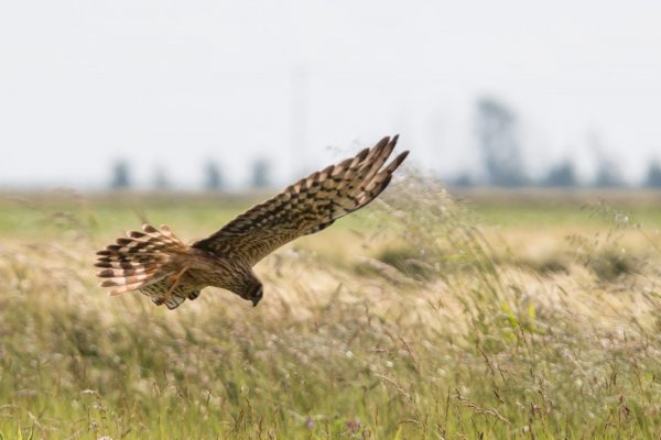 Sortie nature, à la recherche du prince des blés