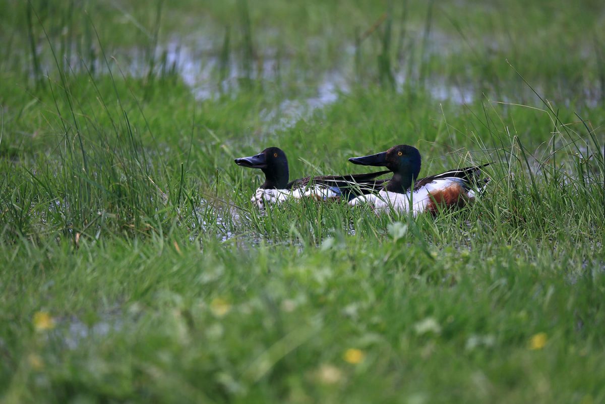 AFFUT PHOTO FERME DE DIXMERIE-TRIAIZE-Canard souchet