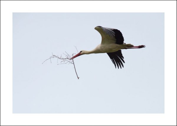 Point d&rsquo;obs des cigognes au Bois des Marzelles